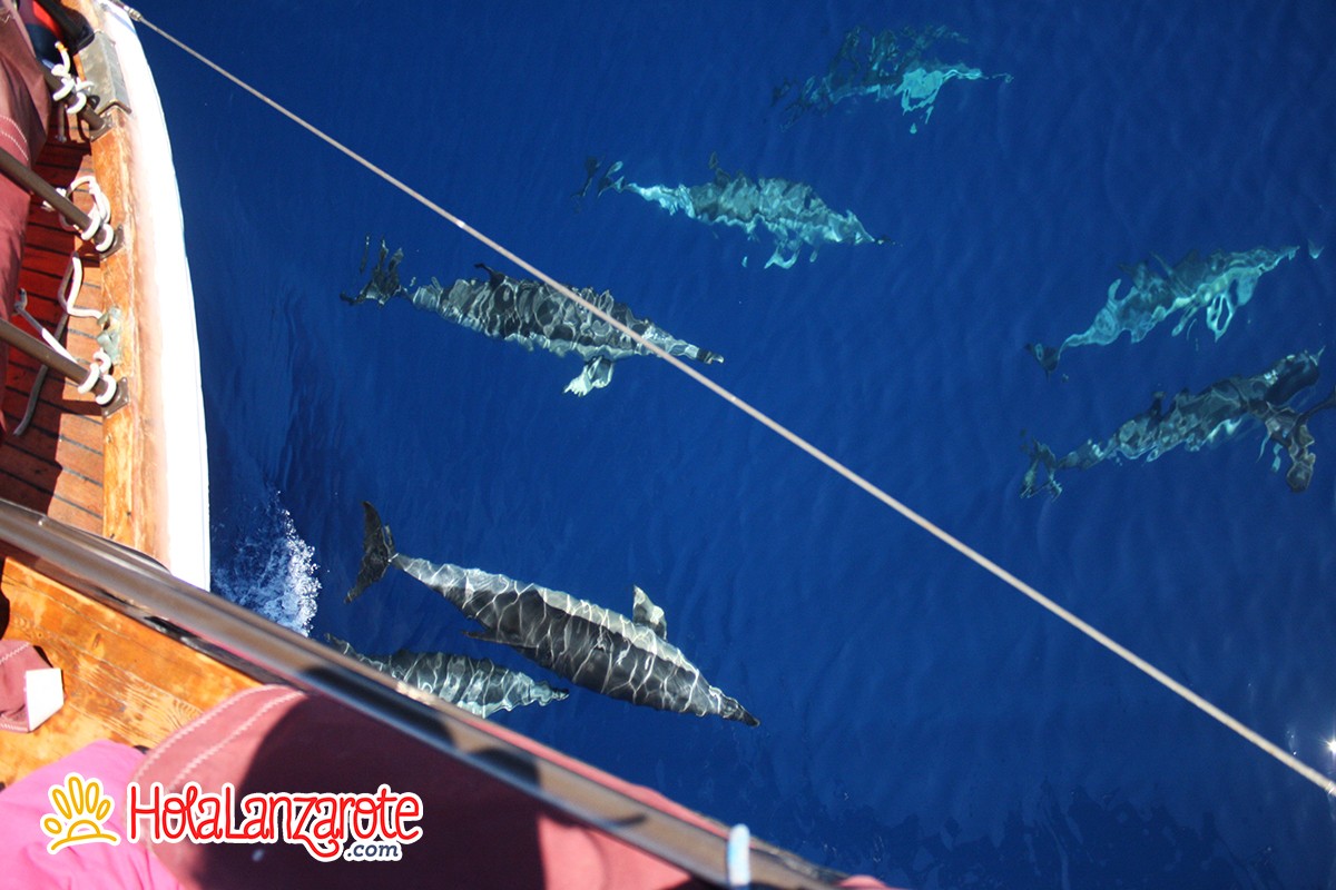 Avistamiento de Cetáceos en Lanzarote