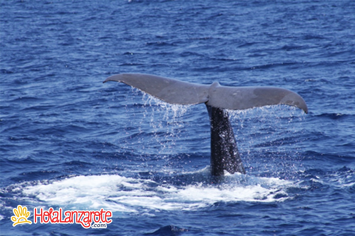 Avistamiento de Cetáceos en Lanzarote