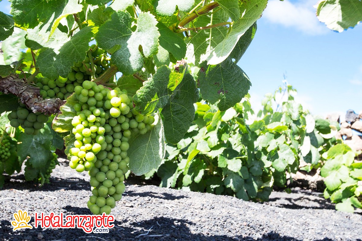 Bodegas Guiguan Bodegas Guiguan