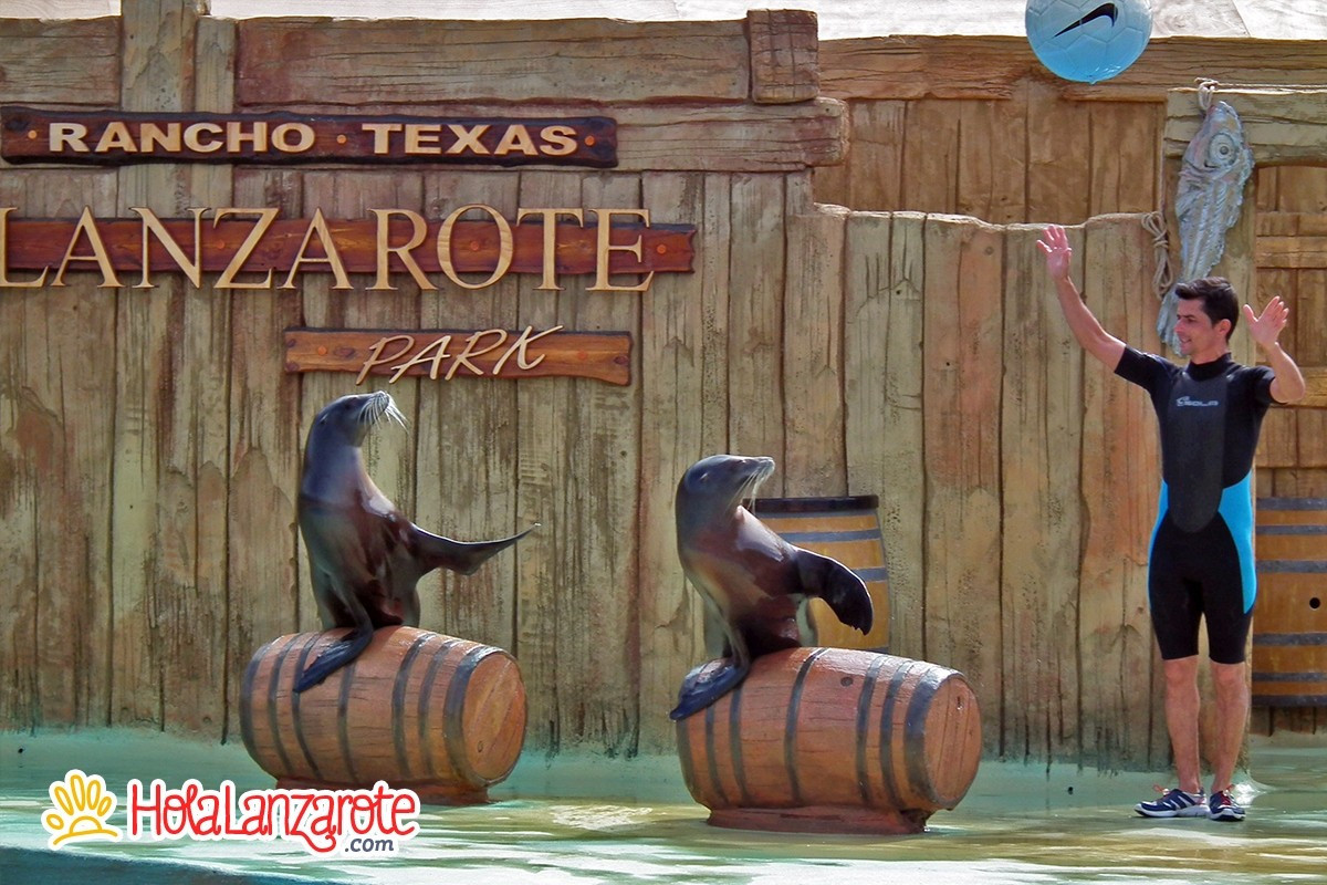 Swimming with sea lions at Rancho Texas Park Swimming with sea lions at Rancho Texas Park