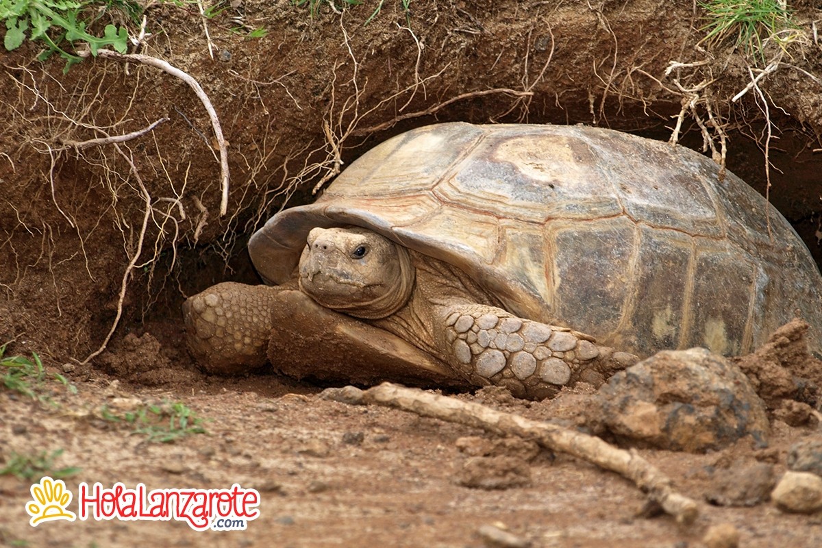 Rancho Texas Lanzarote Park
