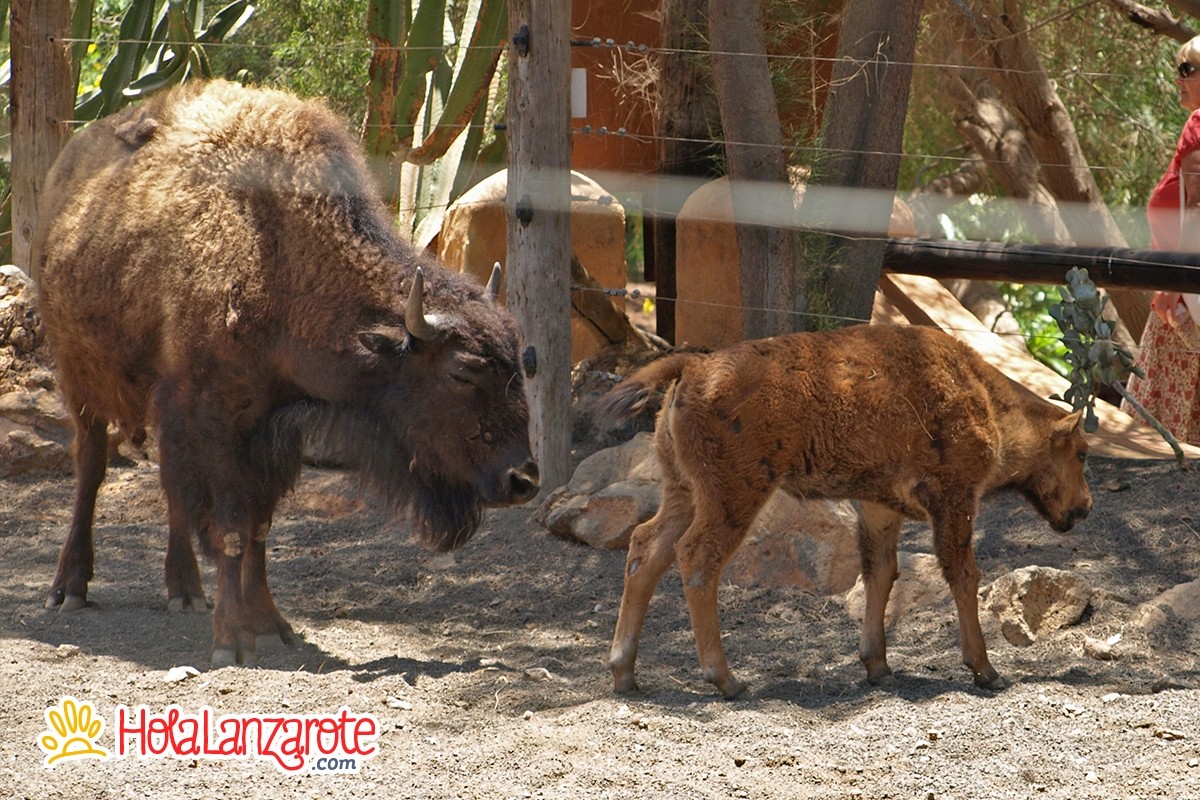 Rancho Texas Lanzarote Park